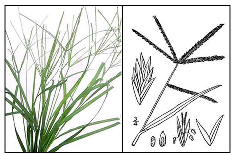 Paragis / Eleusine indica / wire grass: Philippine Medicinal Herbs.